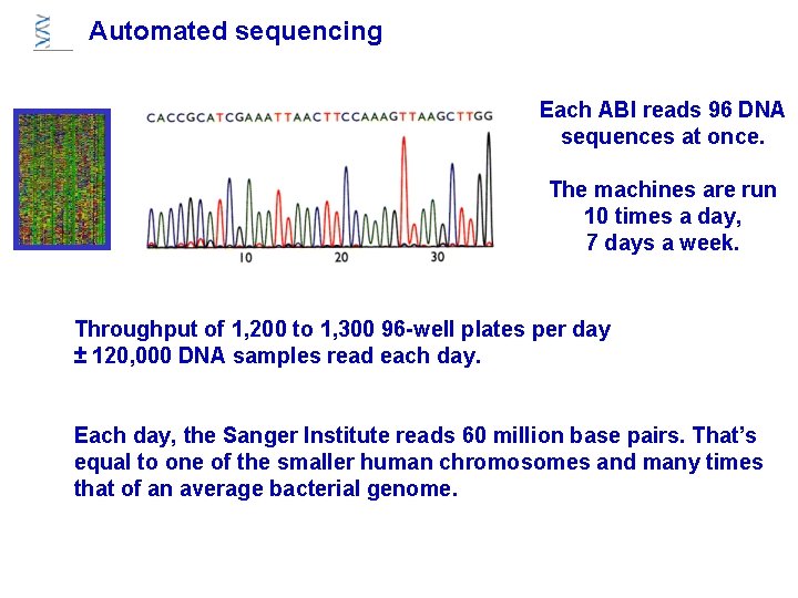 Automated sequencing Each ABI reads 96 DNA sequences at once. The machines are run Automated sequencing Each ABI reads 96 DNA sequences at once. The machines are run
