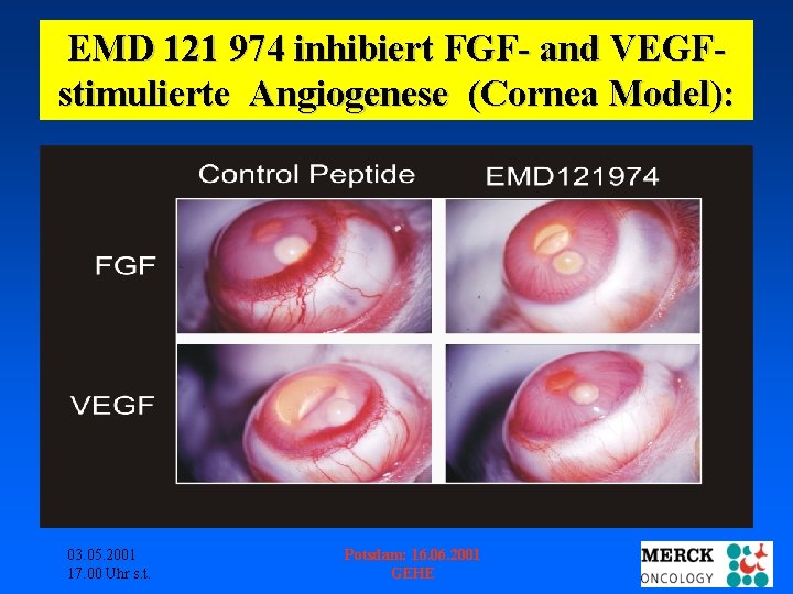 EMD 121 974 inhibiert FGF- and VEGFstimulierte Angiogenese (Cornea Model): 03. 05. 2001 17.