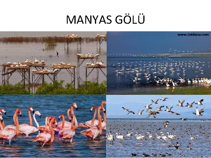 MANYAS GÖLÜ 