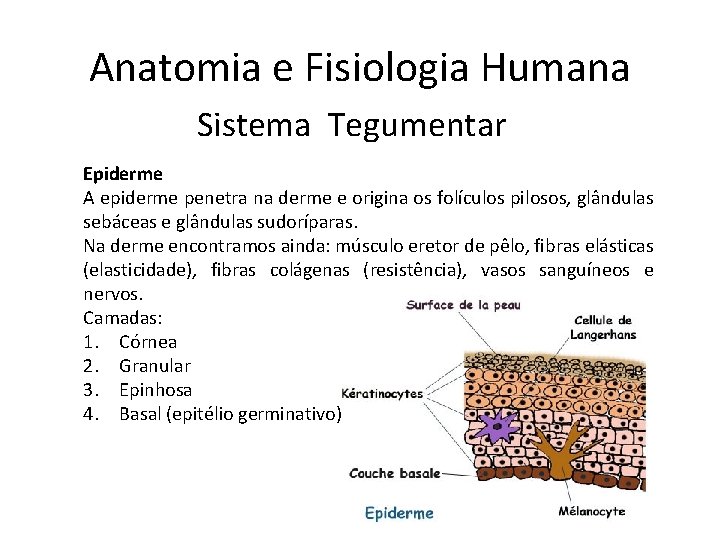 Anatomia e Fisiologia Humana Sistema Tegumentar Epiderme A epiderme penetra na derme e origina