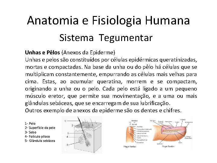 Anatomia e Fisiologia Humana Sistema Tegumentar Unhas e Pêlos (Anexos da Epiderme) Unhas e