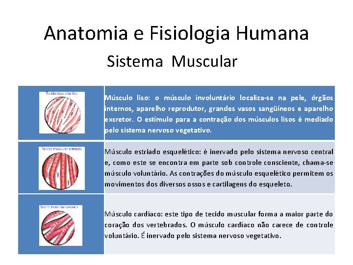 Anatomia e Fisiologia Humana Sistema Muscular Músculo liso: o músculo involuntário localiza-se na pele,