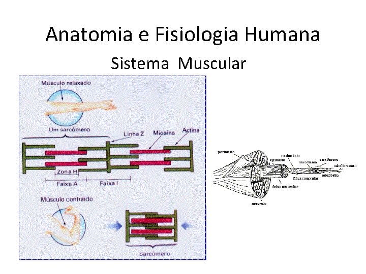 Anatomia e Fisiologia Humana Sistema Muscular 