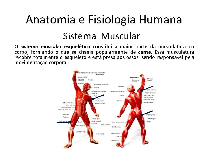 Anatomia e Fisiologia Humana Sistema Muscular O sistema muscular esquelético constitui a maior parte