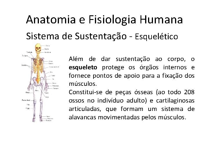 Anatomia e Fisiologia Humana Sistema de Sustentação - Esquelético Além de dar sustentação ao