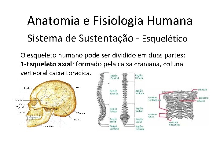 Anatomia e Fisiologia Humana Sistema de Sustentação - Esquelético O esqueleto humano pode ser
