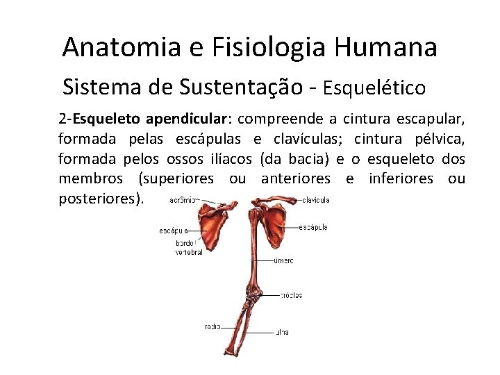 Anatomia e Fisiologia Humana Sistema de Sustentação - Esquelético 2 -Esqueleto apendicular: compreende a