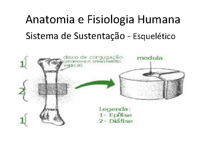 Anatomia e Fisiologia Humana Sistema de Sustentação - Esquelético 