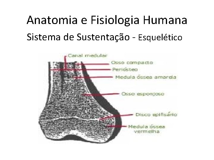 Anatomia e Fisiologia Humana Sistema de Sustentação - Esquelético 