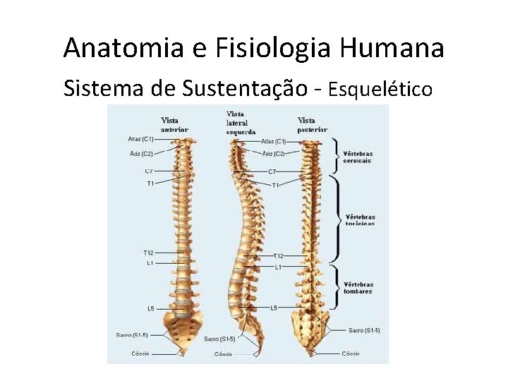 Anatomia e Fisiologia Humana Sistema de Sustentação - Esquelético 