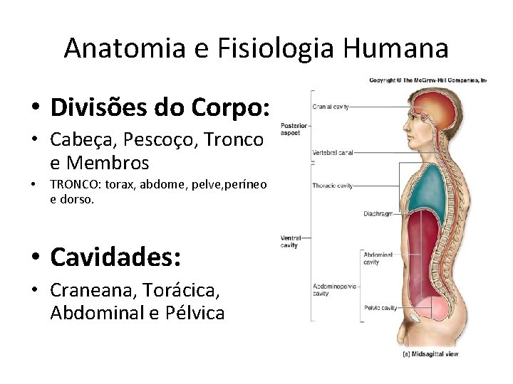 Anatomia e Fisiologia Humana • Divisões do Corpo: • Cabeça, Pescoço, Tronco e Membros