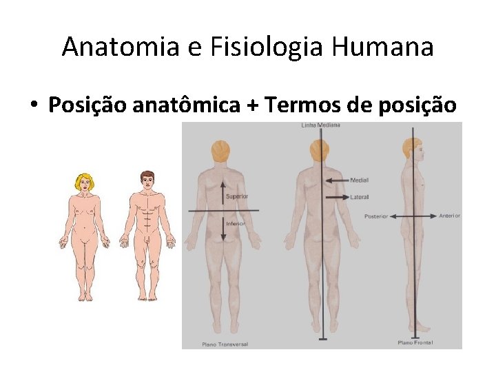 Anatomia e Fisiologia Humana • Posição anatômica + Termos de posição 