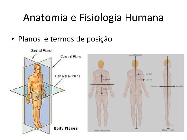 Anatomia e Fisiologia Humana • Planos e termos de posição 