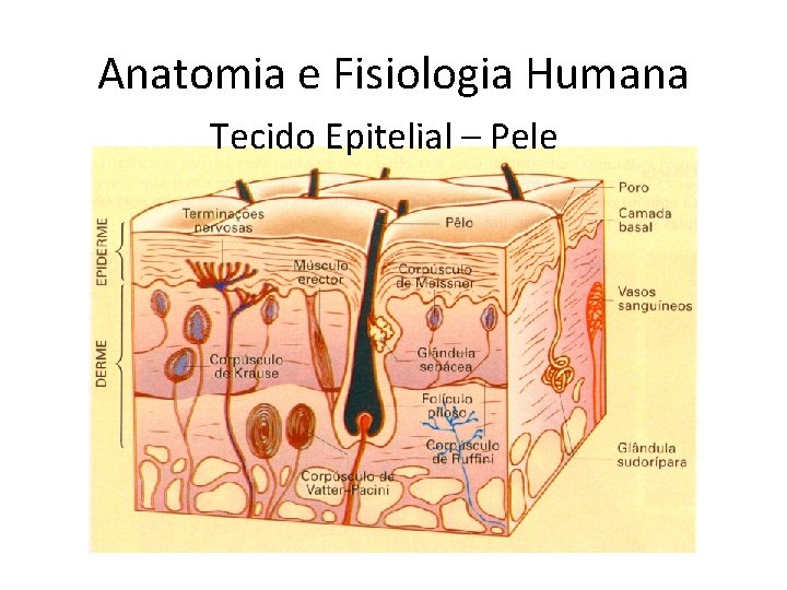 Anatomia e Fisiologia Humana Tecido Epitelial – Pele 