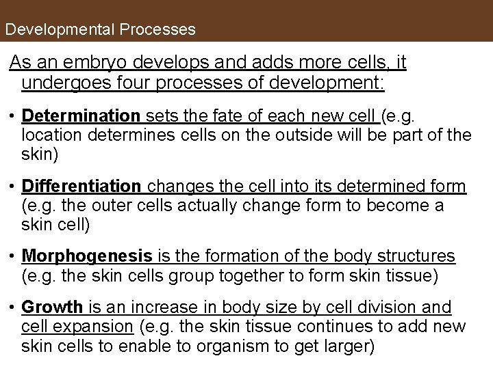 Process Development Cell U 5 Embryonic Development Opening Question What do
