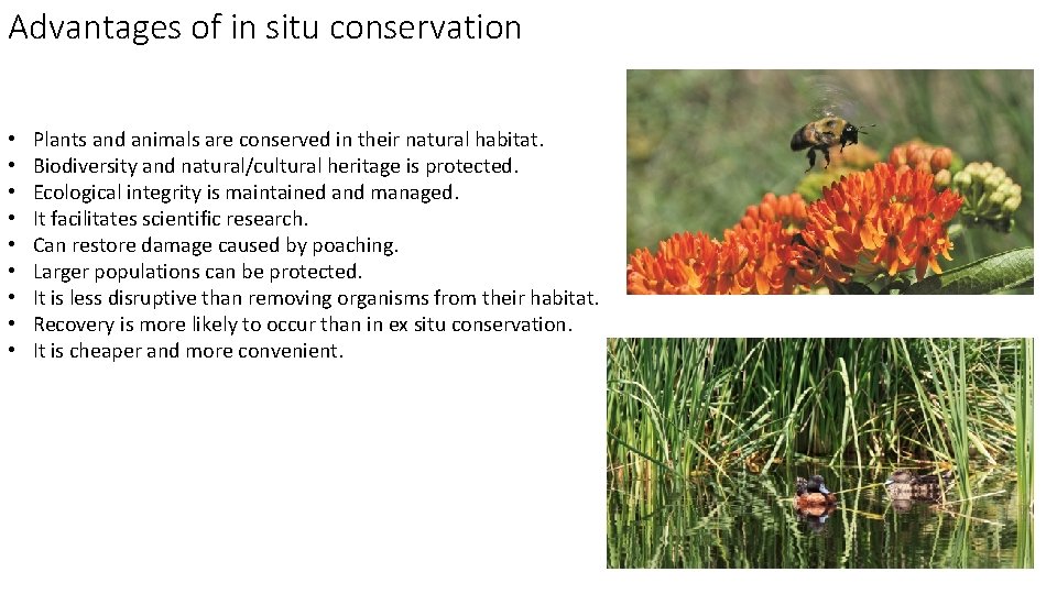 Advantages of in situ conservation • • • Plants and animals are conserved in