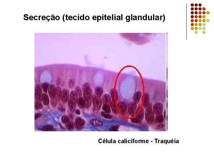 Secreção (tecido epitelial glandular) Célula caliciforme - Traquéia 