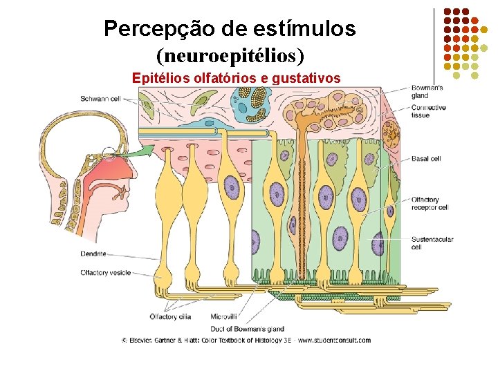 Percepção de estímulos (neuroepitélios) Epitélios olfatórios e gustativos 