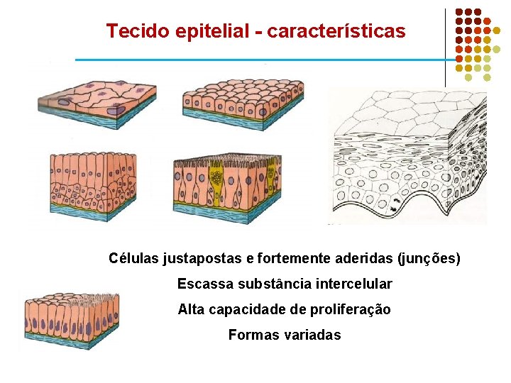 Tecido epitelial - características Células justapostas e fortemente aderidas (junções) Escassa substância intercelular Alta