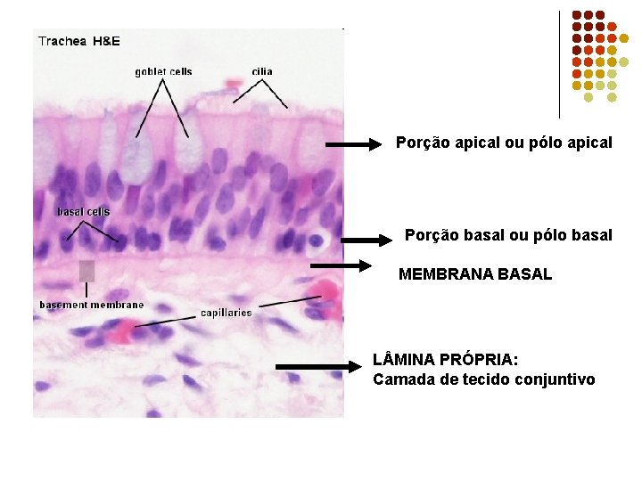 Porção apical ou pólo apical Porção basal ou pólo basal MEMBRANA BASAL L MINA