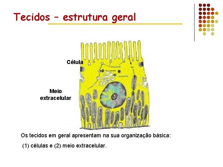 Tecidos – estrutura geral Célula Meio extracelular Os tecidos em geral apresentam na sua