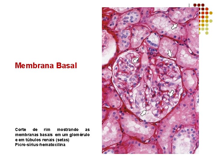 Membrana Basal Corte de rim mostrando as membranas basais em um glomérulo e em