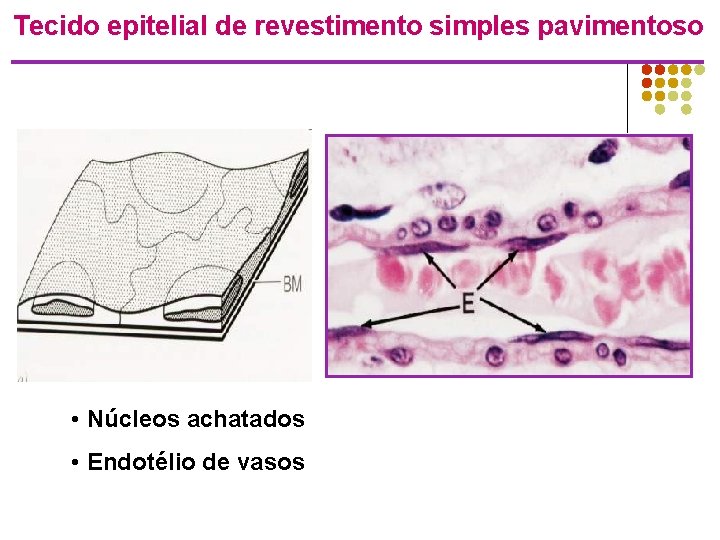 Tecido epitelial de revestimento simples pavimentoso • Núcleos achatados • Endotélio de vasos 