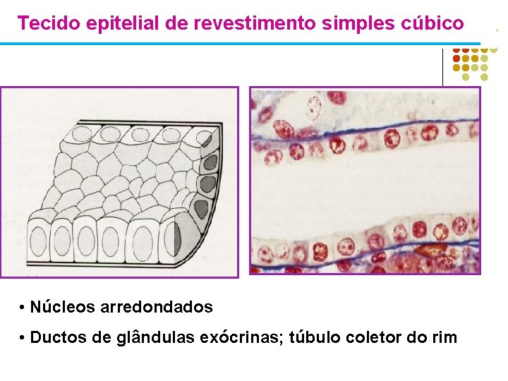 Tecido epitelial de revestimento simples cúbico • Núcleos arredondados • Ductos de glândulas exócrinas;