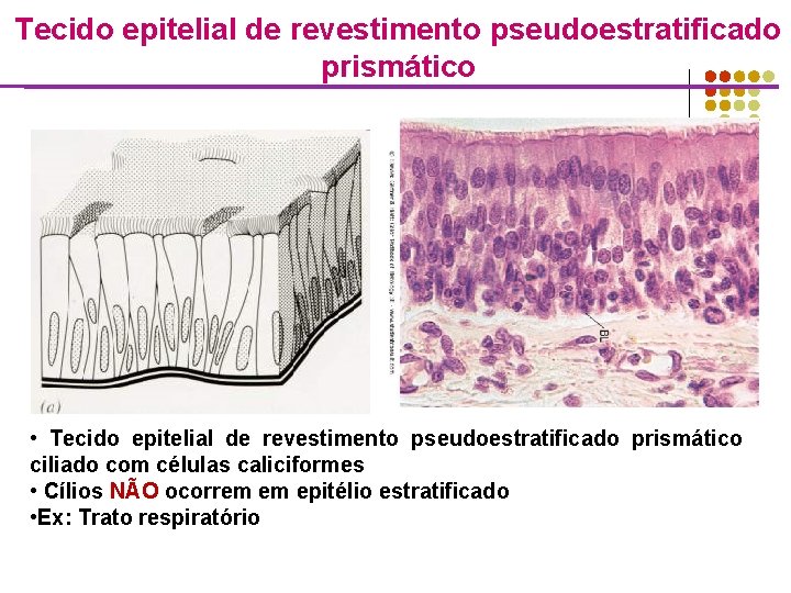 Tecido epitelial de revestimento pseudoestratificado prismático • Tecido epitelial de revestimento pseudoestratificado prismático ciliado