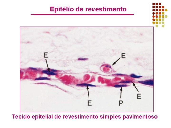 Epitélio de revestimento Tecido epitelial de revestimento simples pavimentoso 