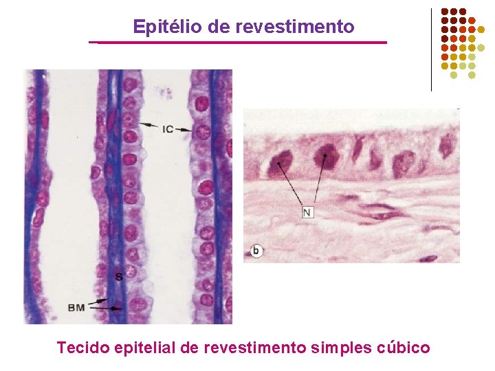 Epitélio de revestimento Tecido epitelial de revestimento simples cúbico 