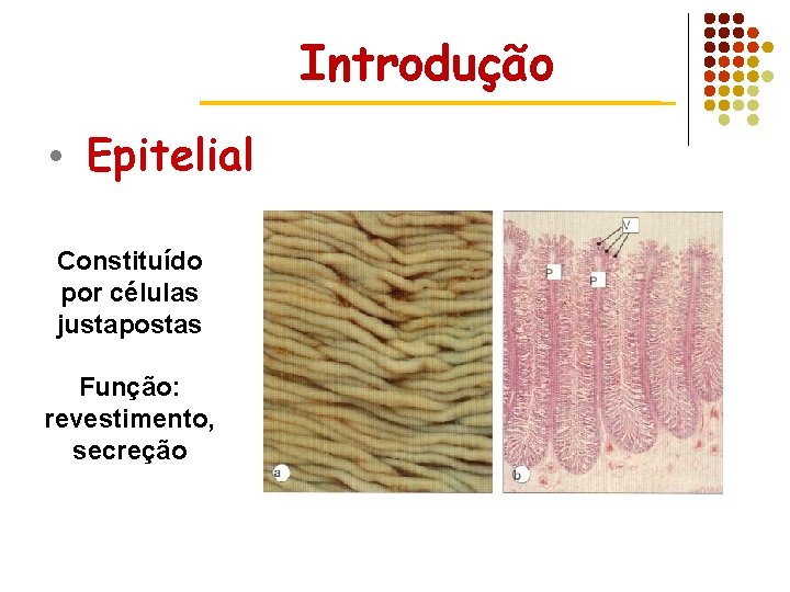 Introdução • Epitelial Constituído por células justapostas Função: revestimento, secreção 