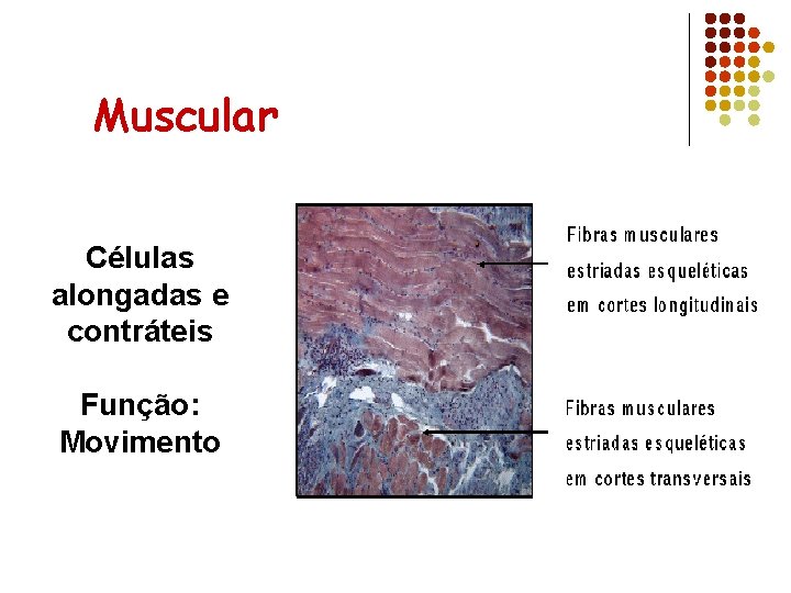 Muscular Células alongadas e contráteis Função: Movimento 