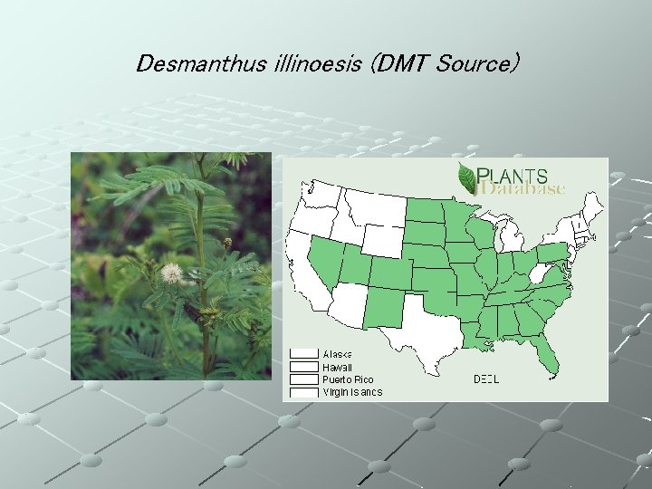 Desmanthus illinoesis (DMT Source) 