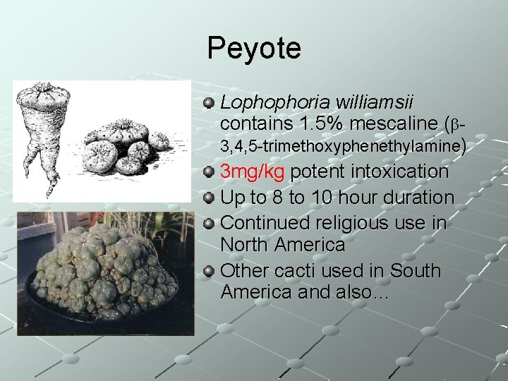 Peyote Lophophoria williamsii contains 1. 5% mescaline (b 3, 4, 5 -trimethoxyphenethylamine) 3 mg/kg