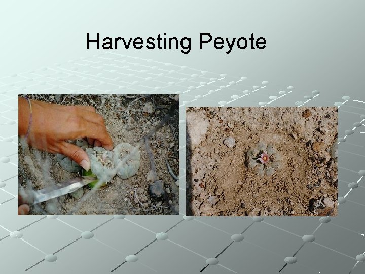 Harvesting Peyote 