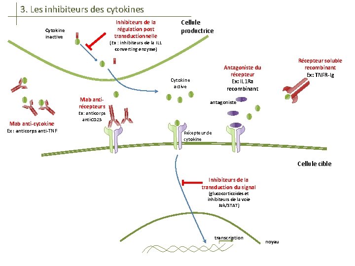 3. Les inhibiteurs des cytokines Inhibiteurs de la régulation post transductionnelle Cytokine inactive Cellule