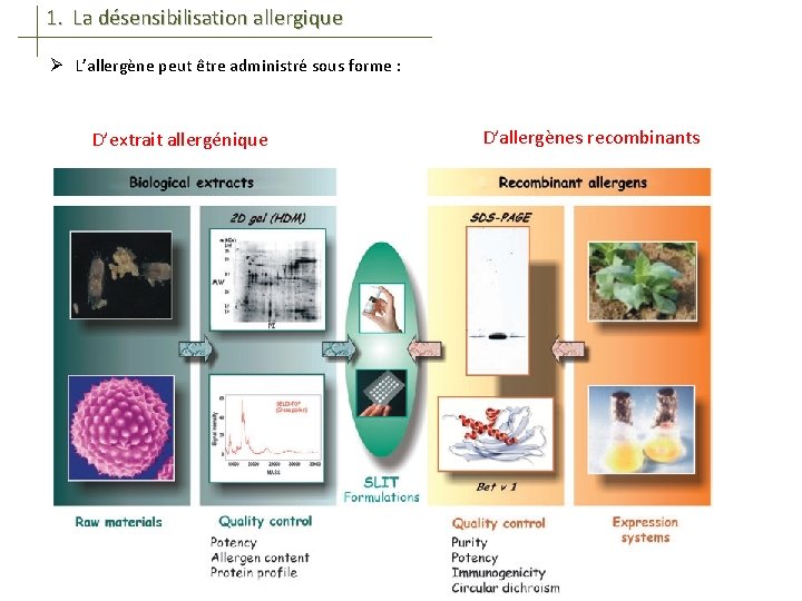 1. La désensibilisation allergique Ø L’allergène peut être administré sous forme : D’extrait allergénique