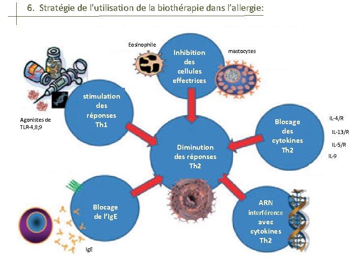 6. Stratégie de l’utilisation de la biothérapie dans l’allergie: Eosinophile Agonistes de TLR-4, 8;