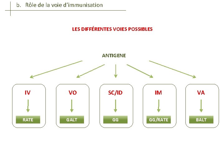 b. Rôle de la voie d’immunisation LES DIFFÉRENTES VOIES POSSIBLES ANTIGENE IV VO SC/ID