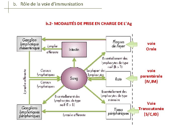 b. Rôle de la voie d’immunisation b. 2 - MODALITÉS DE PRISE EN CHARGE