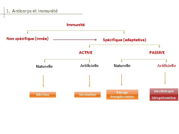 1. Anticorps et Immunité Non spécifique (innée) Spécifique (adaptative) ACTIVE Naturelle Infection Artificielle Vaccination