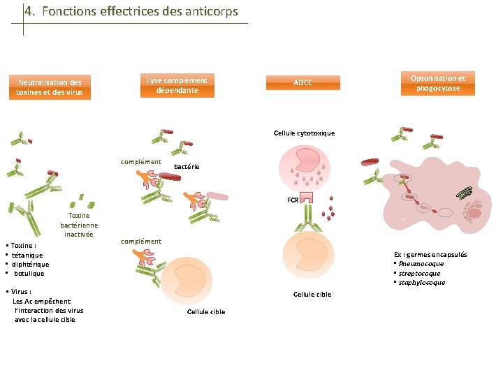 4. Fonctions effectrices des anticorps Neutralisation des toxines et des virus Lyse complément dépendante