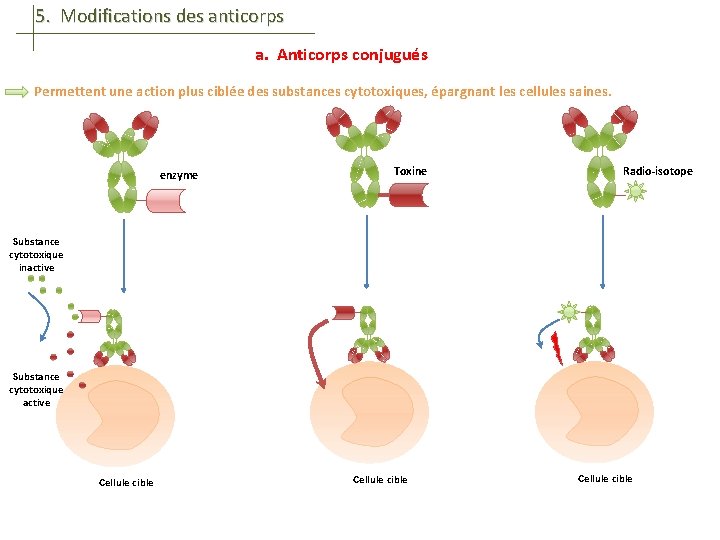 5. Modifications des anticorps a. Anticorps conjugués Permettent une action plus ciblée des substances