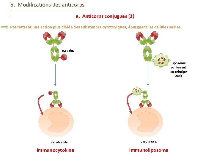 5. Modifications des anticorps a. Anticorps conjugués (2) Permettent une action plus ciblée des