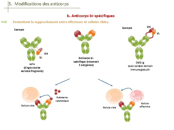 5. Modifications des anticorps b. Anticorps bi-spécifiques Permettent le rapprochement entre effecteurs et cellules