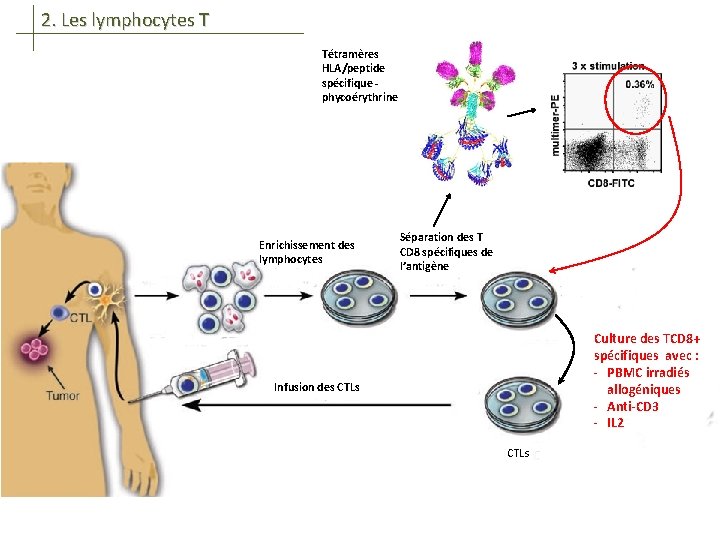 2. Les lymphocytes T Tétramères HLA/peptide spécifique phycoérythrine Enrichissement des lymphocytes Séparation des T