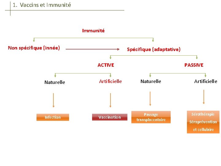 1. Vaccins et Immunité Non spécifique (innée) Spécifique (adaptative) ACTIVE PASSIVE Naturelle Artificielle Naturelle