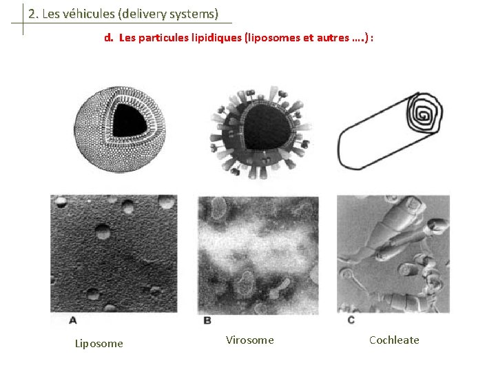 2. Les véhicules (delivery systems) d. Les particules lipidiques (liposomes et autres …. )