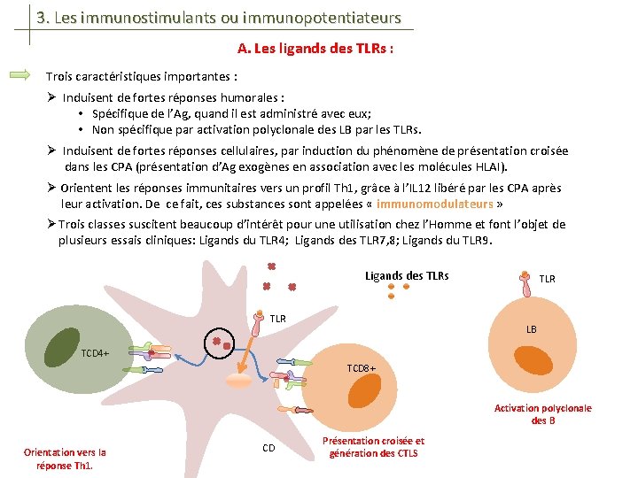 3. Les immunostimulants ou immunopotentiateurs A. Les ligands des TLRs : Trois caractéristiques importantes